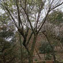 吴中区光福庭园景苗圃 匠心造园，绿意盎然