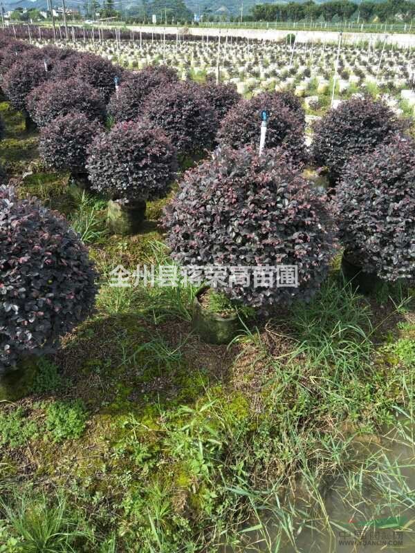 全州县蒋荣高苗圃 深耕苗木产业，绘就绿色致富图